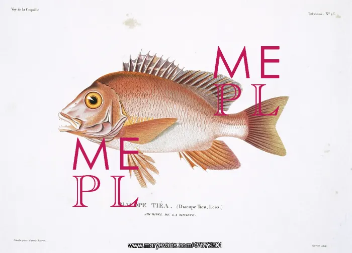 : Lutjanus gibbus, humpback red snapper : Lutjanus gibbus, humpback red snapper