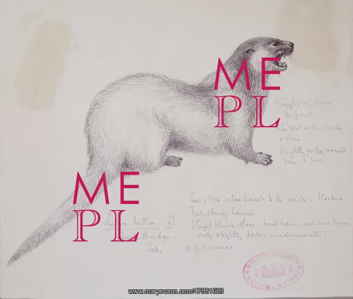 : Lutra lutra, European otter : Lutra lutra, European otter