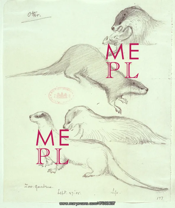 : Lutra lutra, European otter : Lutra lutra, European otter