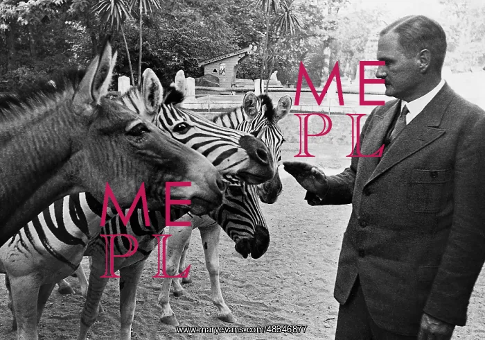 : Lutz Heck strokes zebras : Lutz Heck strokes zebras