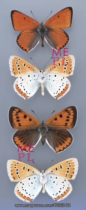 : Lycaena dispar, large copper : Lycaena dispar, large copper