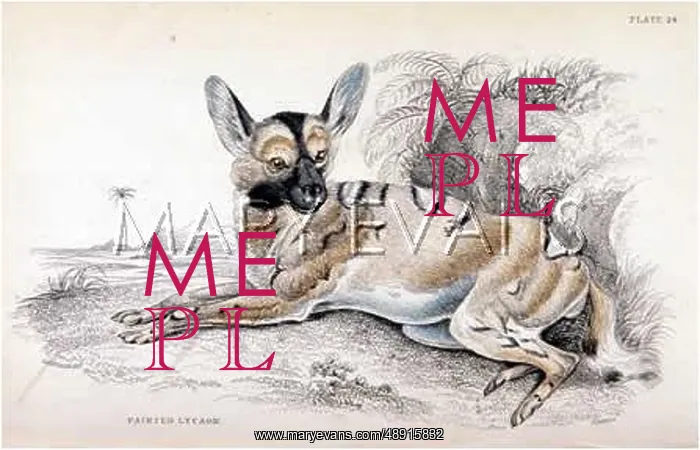  : LYCAON / WILD DOG 1840