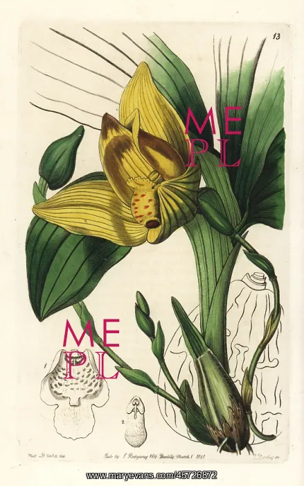 : Lycaste cruenta orchid : Lycaste cruenta orchid