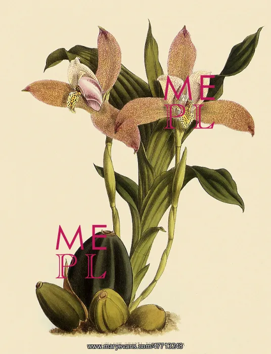  : Lycaste Deppei var Punctatissima