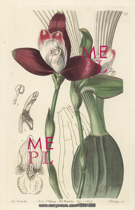 : Lycaste macrophylla orchid : Lycaste macrophylla orchid