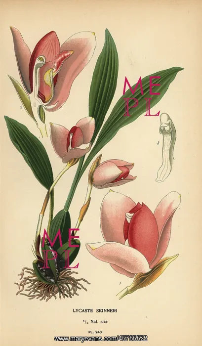 : Lycaste virginalis orchid : Lycaste virginalis orchid