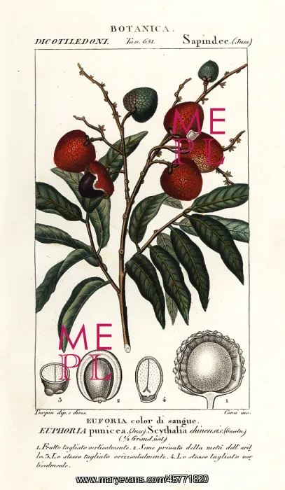 : Lychee fruit, Litchi chinensis : Lychee fruit, Litchi chinensis