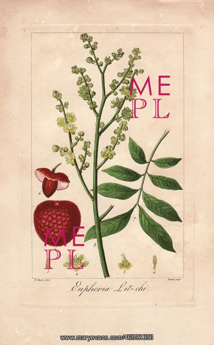 : Lychee tree, Litchi chinensis : Lychee tree, Litchi chinensis