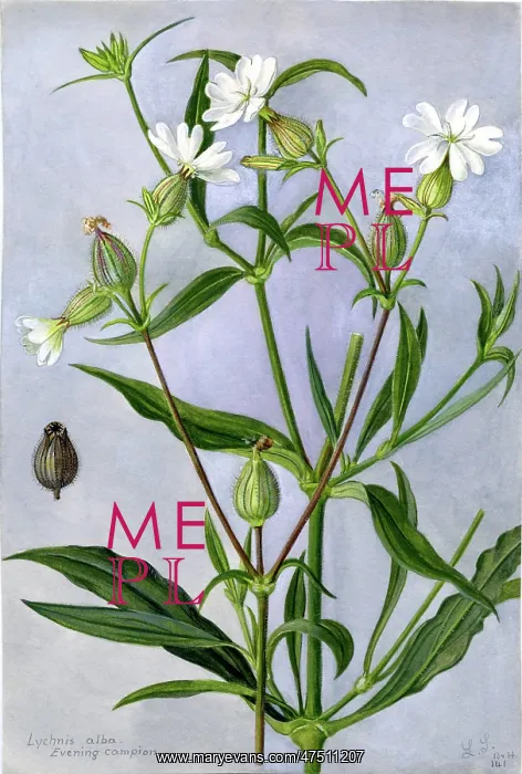 : Lychnis Alba - Evening campion : Lychnis Alba - Evening campion