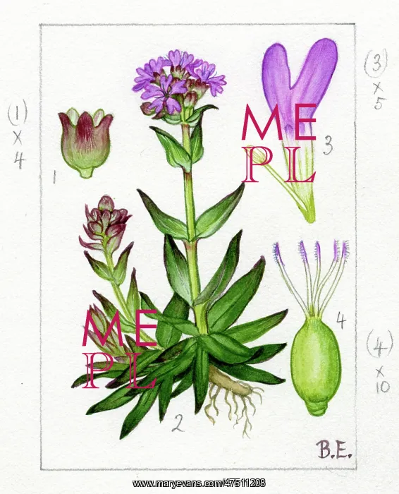 : Lychnis alpina - Alpine Campion : Lychnis alpina - Alpine Campion