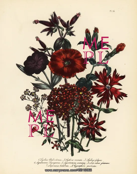 : Lychnis and campion species : Lychnis and campion species