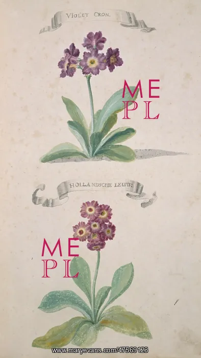 : Lychnis chalcedonica, Maltese cross : Lychnis chalcedonica, Maltese cross