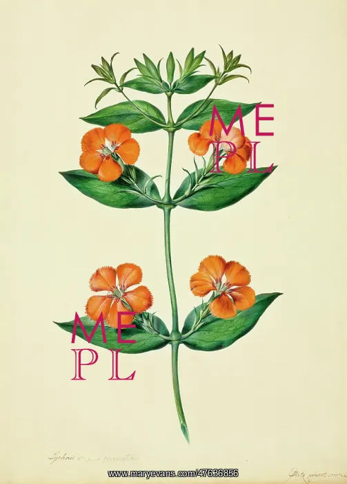 : Lychnis coronata : Lychnis coronata