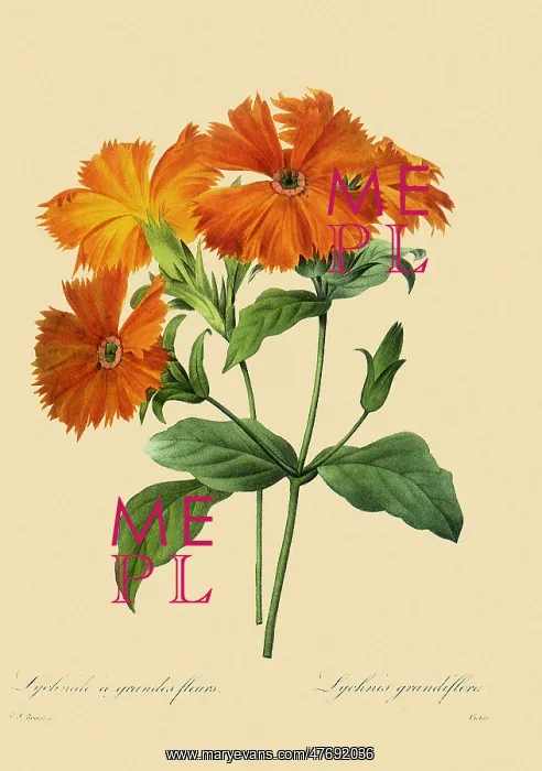 : Lychnis coronata : Lychnis coronata