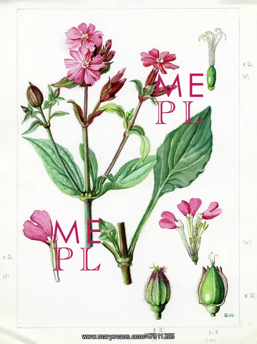 : Lychnis dioica - red campion : Lychnis dioica - red campion