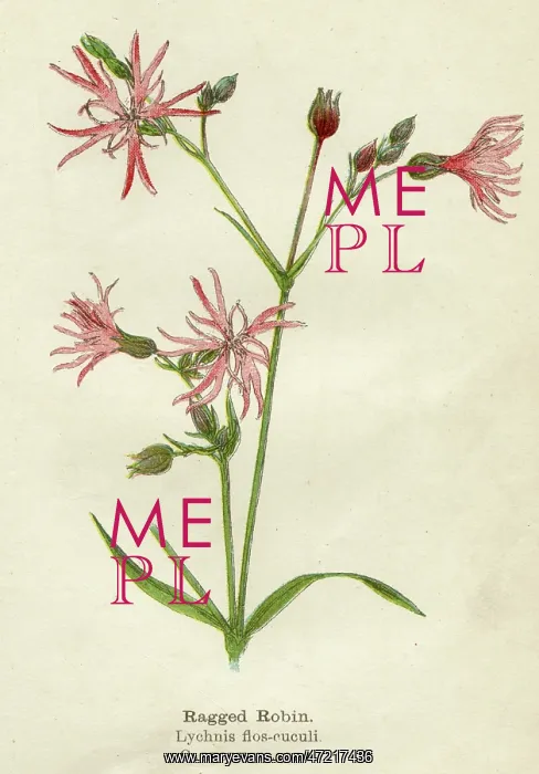  : LYCHNIS FLOS-CUCULI