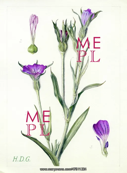 : Lychnis Githago - corn-cockle : Lychnis Githago - corn-cockle