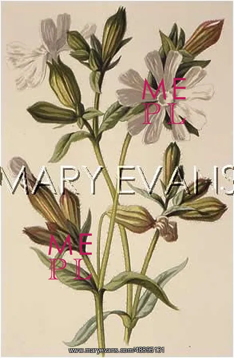  : LYCHNIS VESPERTINA