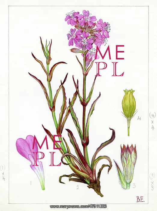 : Lychnis viscaria - sticky catchfly : Lychnis viscaria - sticky catchfly