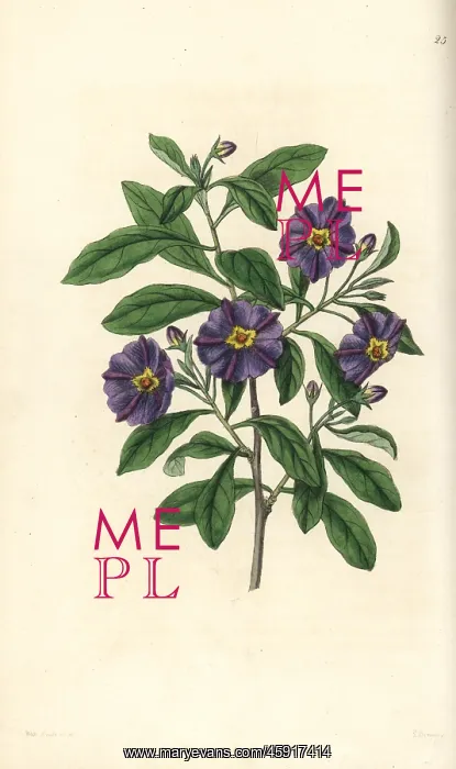 : Lycianthes lycioides : Lycianthes lycioides