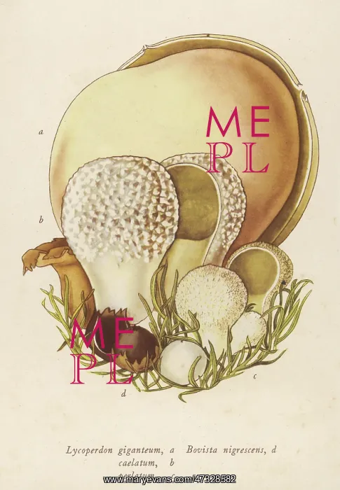  : LYCOPERDON / VARIOUS