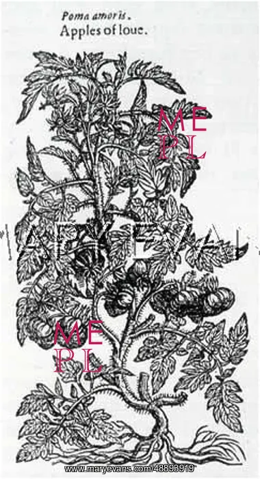  : LYCOPERSICUM ESCULENTUM