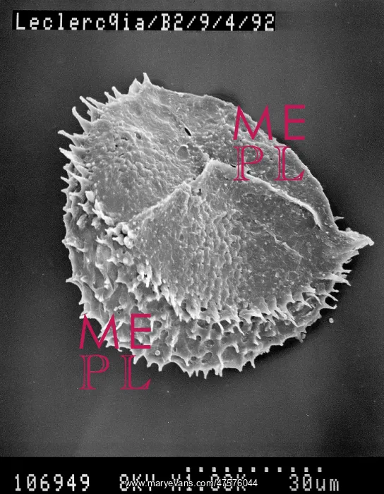 : Lycopod. Scanning electron microscope (SEM) image of spores from a Middle Devonian lycopod : Lycopod. Scanning electron microscope (SEM) image of spores from a Middle Devonian lycopod