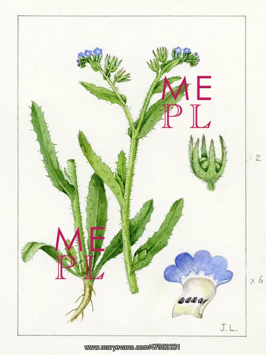 : Lycopsis arvensis - small bugloss : Lycopsis arvensis - small bugloss