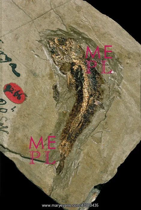 : Lycoptera, bony fish fossil : Lycoptera, bony fish fossil