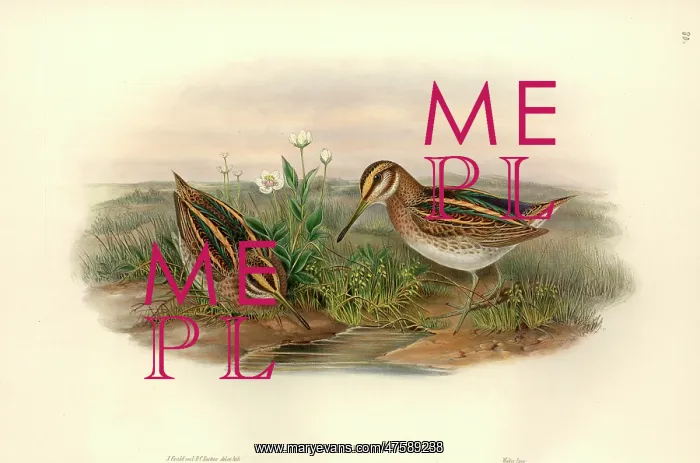 : Lymnocryptes minimus, jack snipe : Lymnocryptes minimus, jack snipe