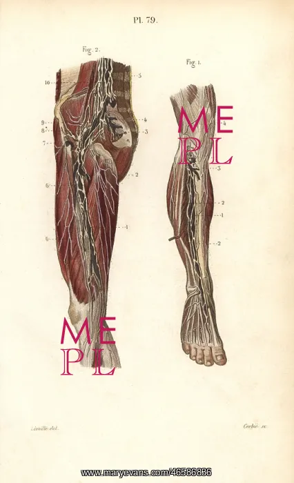 : Lymph nodes and vessels deep in the leg : Lymph nodes and vessels deep in the leg