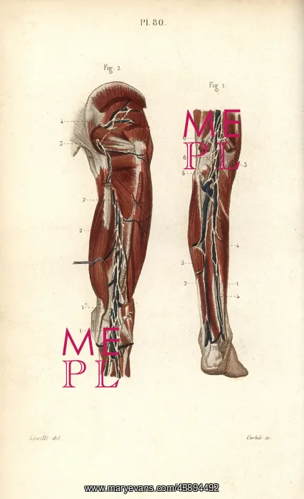 : Lymph nodes and vessels deep in the back of the leg : Lymph nodes and vessels deep in the back of the leg
