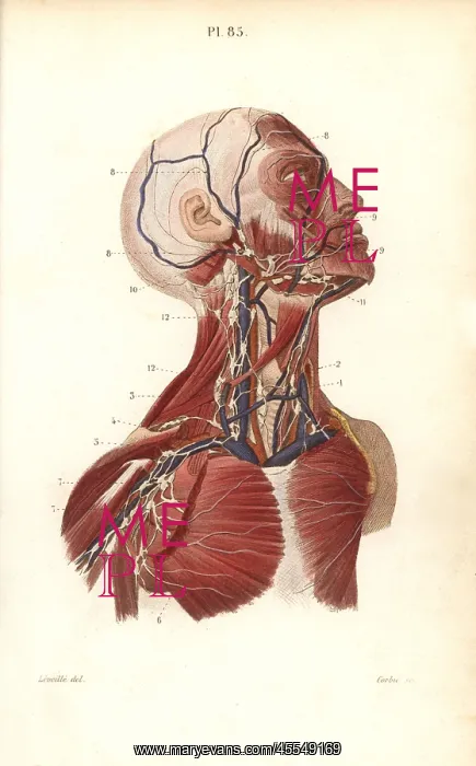 : Lymph nodes and vessels in the head, neck and chest : Lymph nodes and vessels in the head, neck and chest