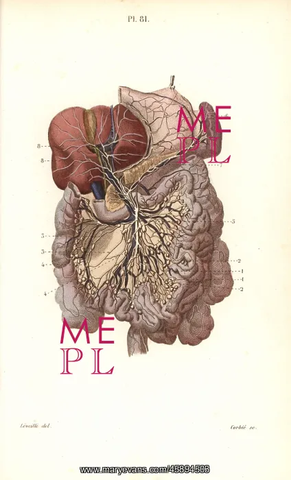 : Lymphatic system to the abdomen : Lymphatic system to the abdomen