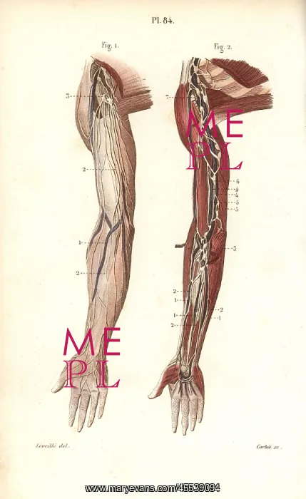 : Lymphatic system in the arm : Lymphatic system in the arm
