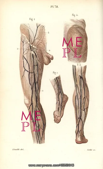 : Lymphatic system in the leg and foot : Lymphatic system in the leg and foot