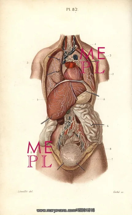 : Lymphatic system to the thorax and abdomen : Lymphatic system to the thorax and abdomen