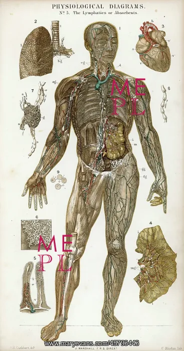  : LYMPHATICS / DIAGRAM