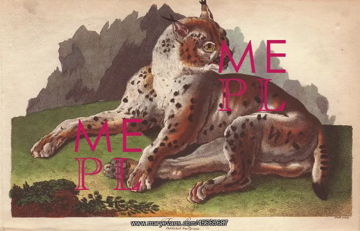 : Lynx, Lynx lynx : Lynx, Lynx lynx