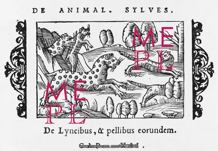  : LYNX (OLAUS MAGNUS)