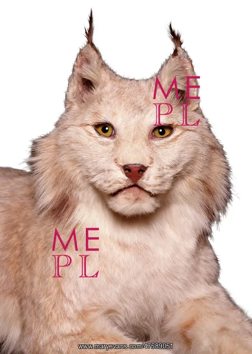 : Lynx sp. lynx : Lynx sp. lynx