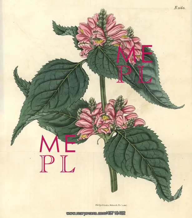 : Lyon's chelone, Chelone lyonii : Lyon's chelone, Chelone lyonii