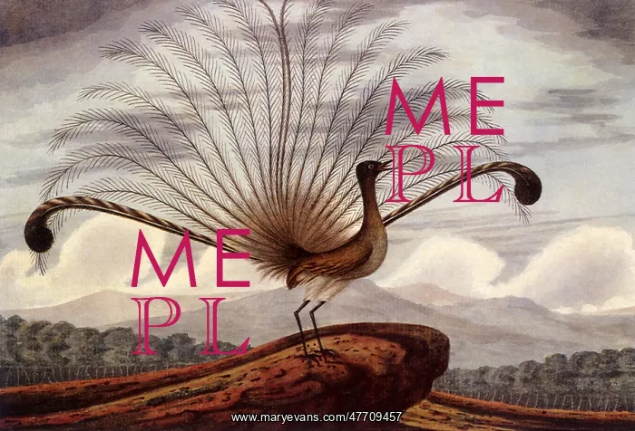  : Lyre Bird