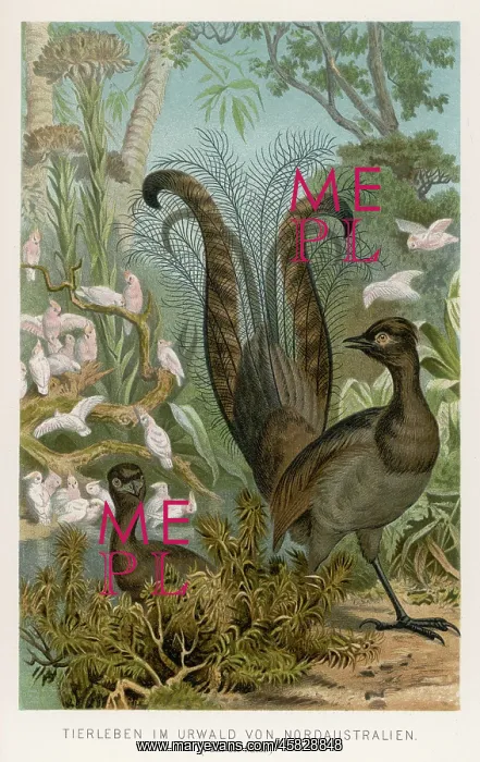 : LYREBIRD. (Menura superba, or Menura novae-hollandae) When it comes to showing off : LYREBIRD. (Menura superba, or Menura novae-hollandae) When it comes to showing off