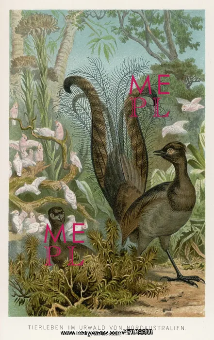 : LYREBIRD. (Menura superba, or Menura novae-hollandae) When it comes to showing off : LYREBIRD. (Menura superba, or Menura novae-hollandae) When it comes to showing off