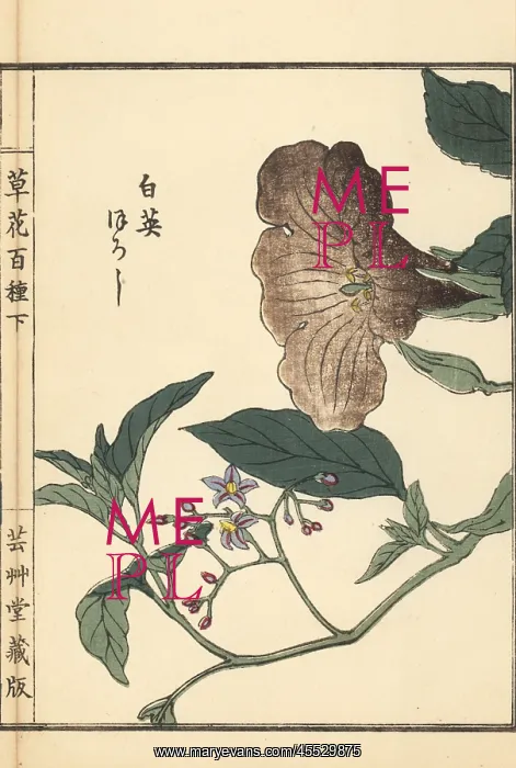 : Lyreleaf nightshade, Solanum lyratum : Lyreleaf nightshade, Solanum lyratum