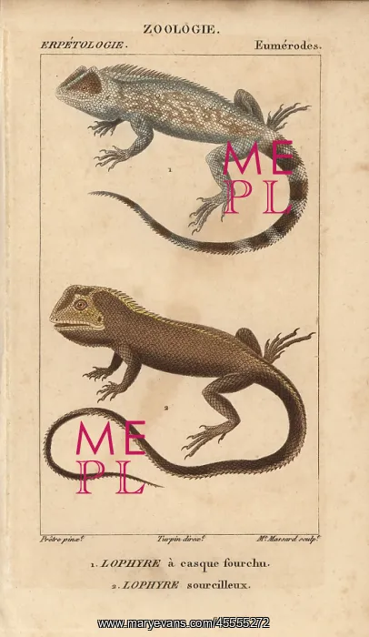 : Lyreshead lizard, Lyriocephalus scutatus, and : Lyreshead lizard, Lyriocephalus scutatus, and