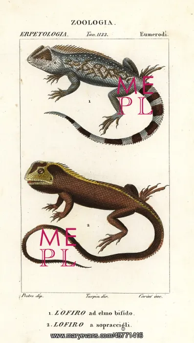 : Lyreshead lizard and mophead iguana : Lyreshead lizard and mophead iguana