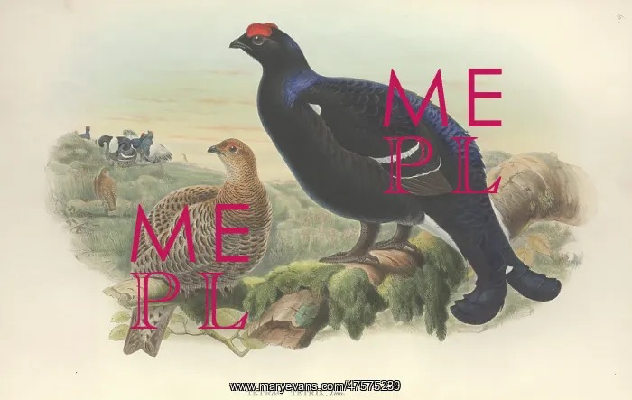 : Lyrurus tetrix, Eurasian black grouse : Lyrurus tetrix, Eurasian black grouse