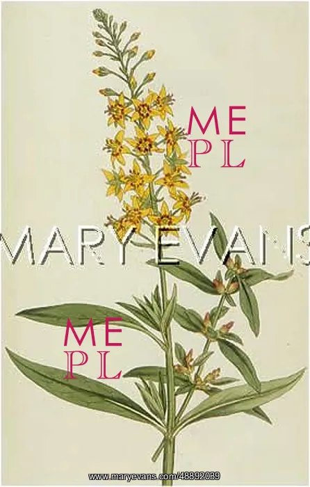  : LYSIMACHIA BULBIFERA